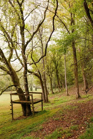 a view of a forest with a lake