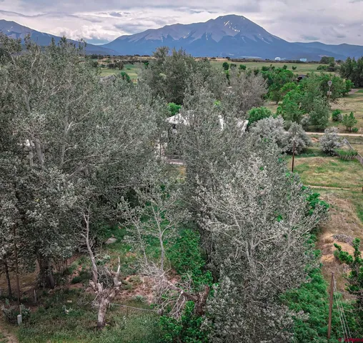 a view of a forest with a yard