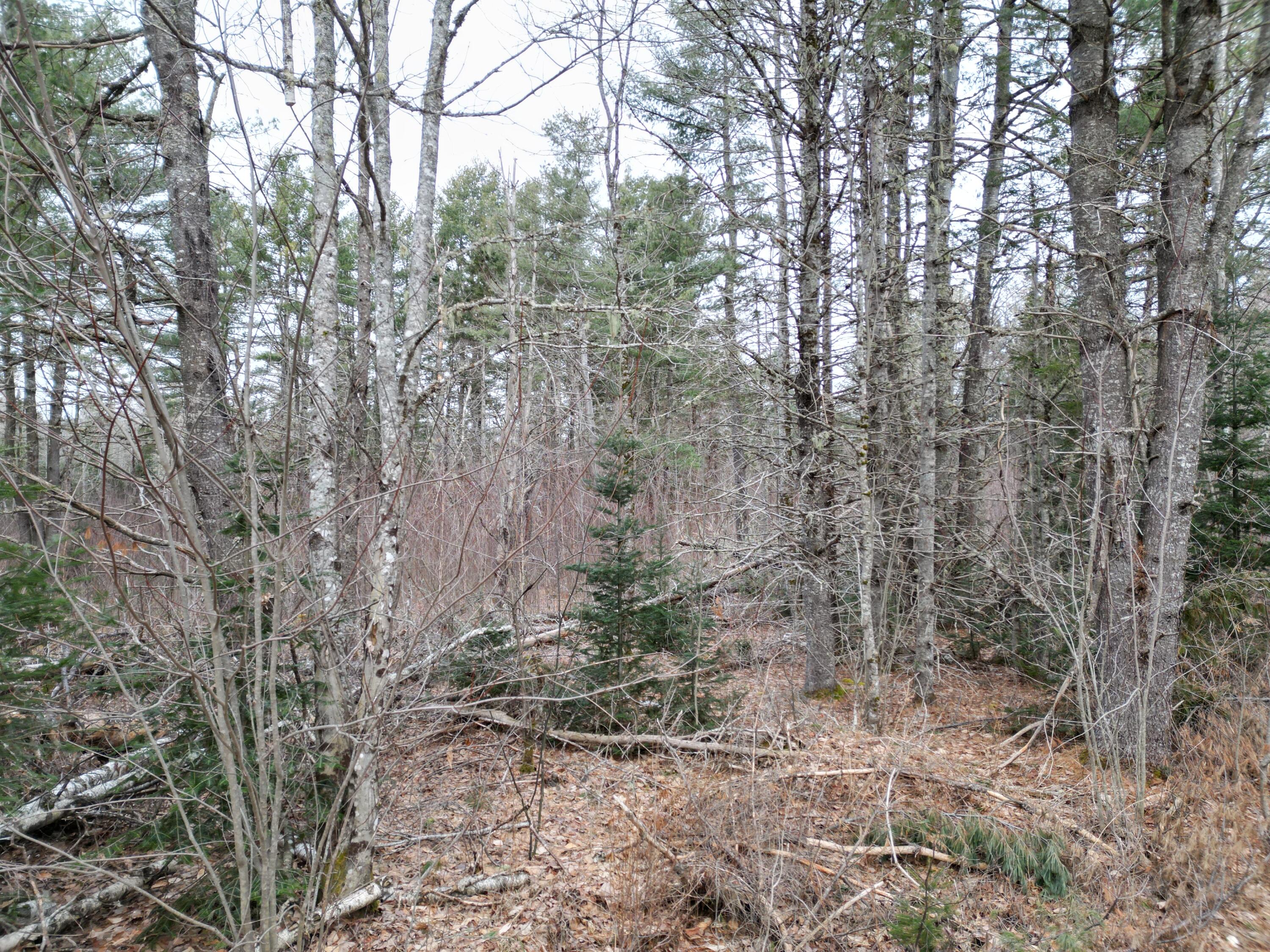 Lot 11 North Road Lee, ME 04455 - Photo 3 of 21 DJI_0972