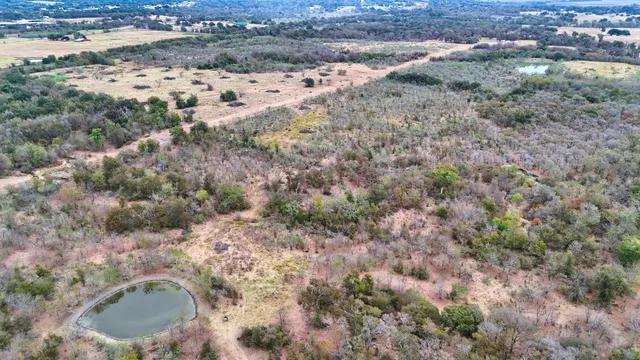 a view of a dry yard with lots of trees