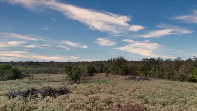 a view of a forest with trees in the background