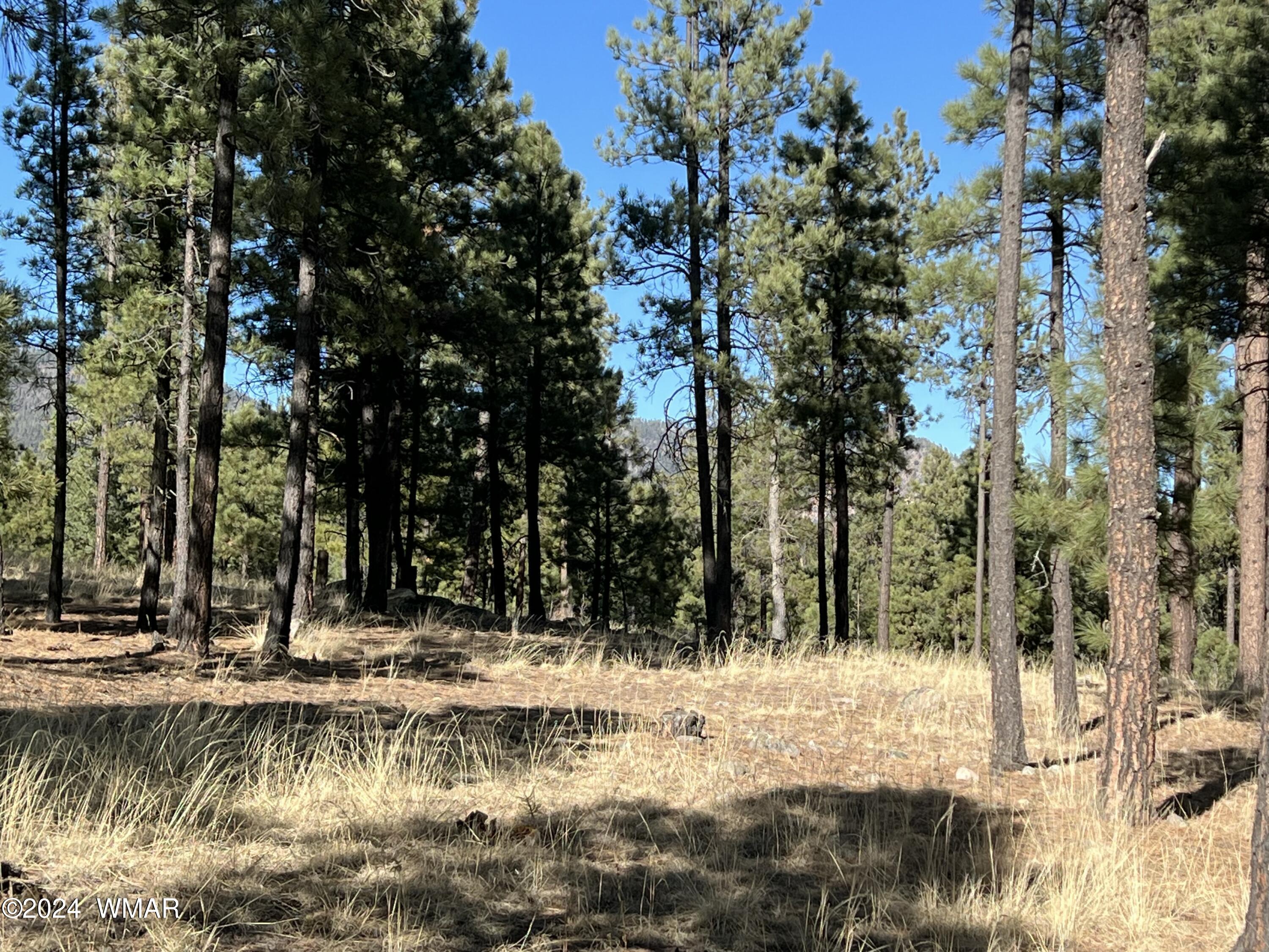 Lot C Alpine Az 85920 Alpine, AZ 85920 - Photo 1 of 6 tempImage5LPLPW