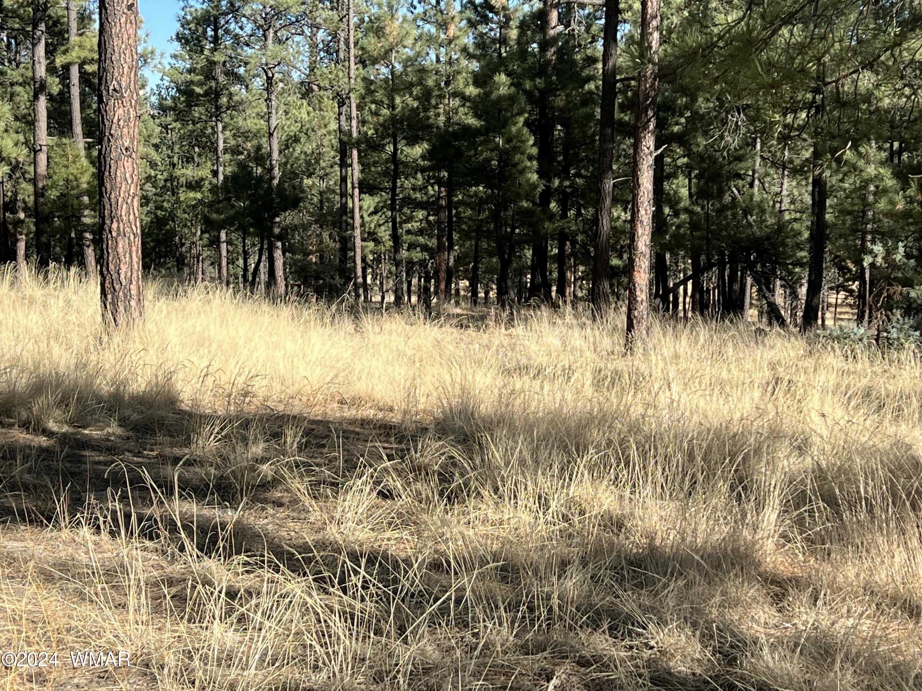 Lot C Alpine Az 85920 Alpine, AZ 85920 - Photo 3 of 6 tempImageWpiiPB