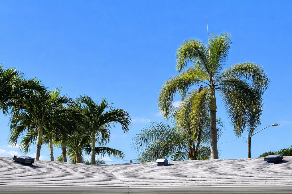 5408 Jackson Street Hollywood, FL 33021 - Photo 42 of 42 a palm tree sitting in a empty field with palm trees