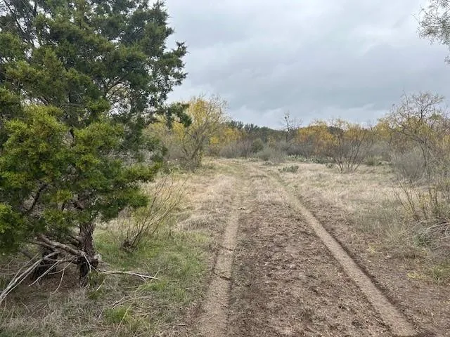 a view of a yard with an trees
