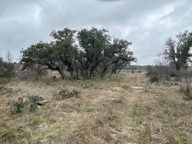 a view of a dry yard with trees