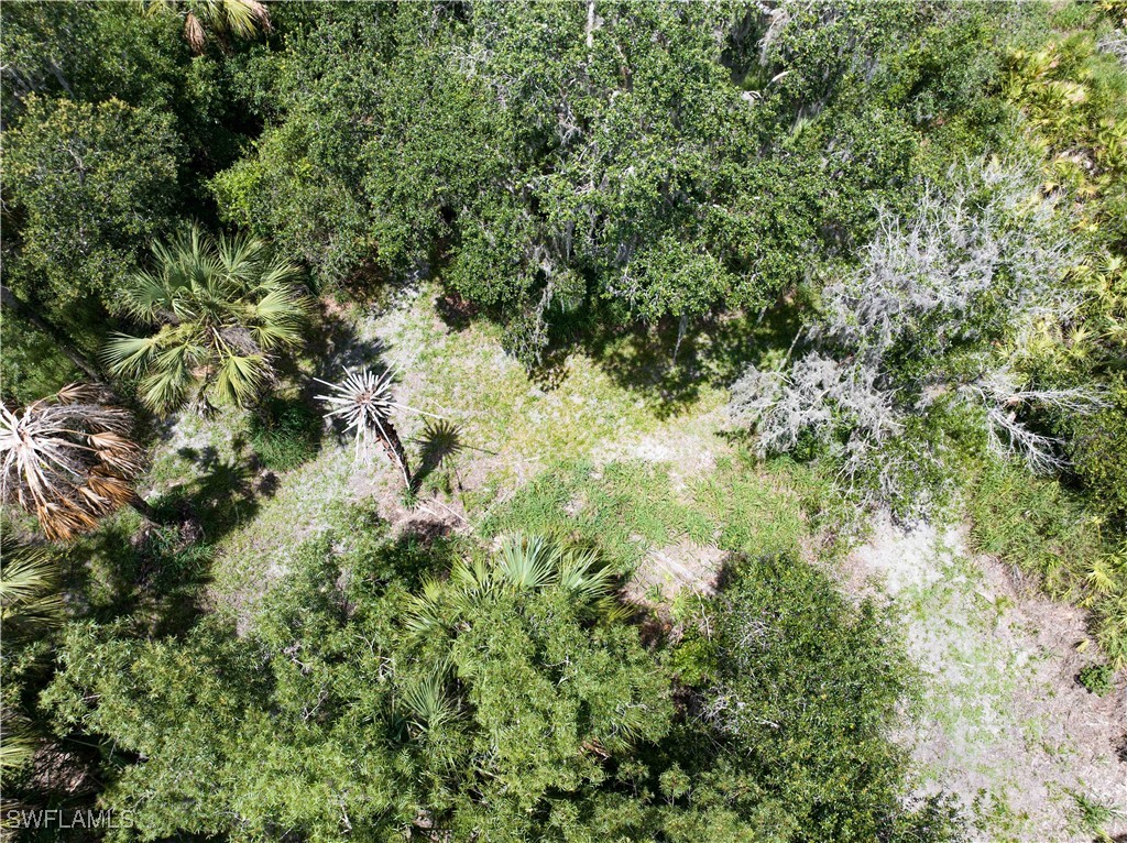 1269 Northwest Peace Pointe Drive Arcadia, FL 34266 - Photo 12 of 21 a view of a lush green forest with lots of trees