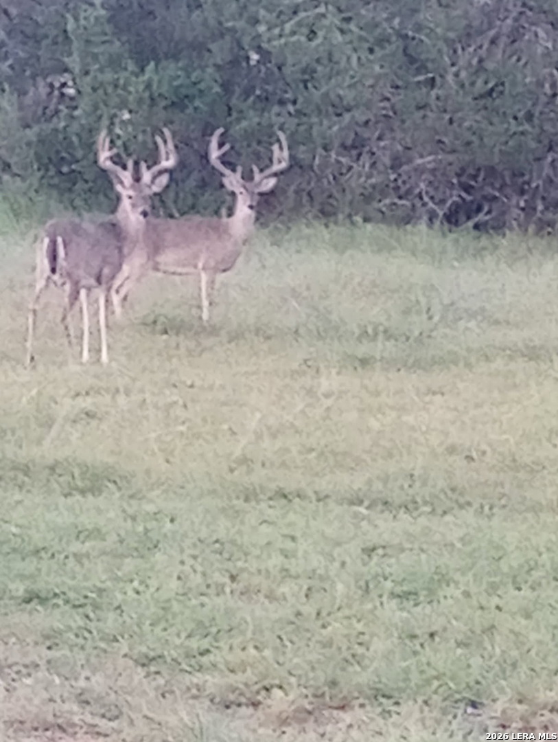 31910 Blanco Road Bulverde, TX 78163 - Photo 20 of 25 a view of a backyard of a house