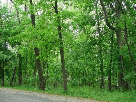 0 Forest Road Lake Geneva, WI 53147 - Photo 1 of 1 Main View