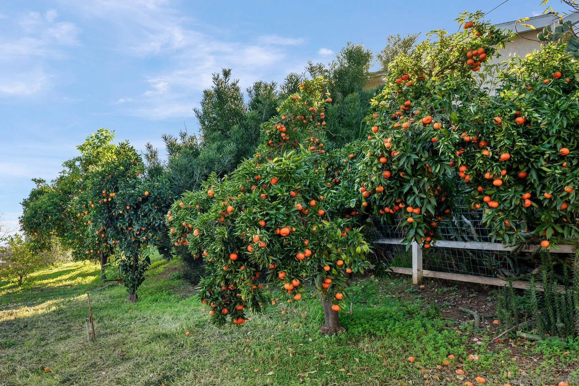 1780 Grove Road El Cajon, CA 92020 - Photo 45 of 59 a backyard of a house with lots of green space and garden