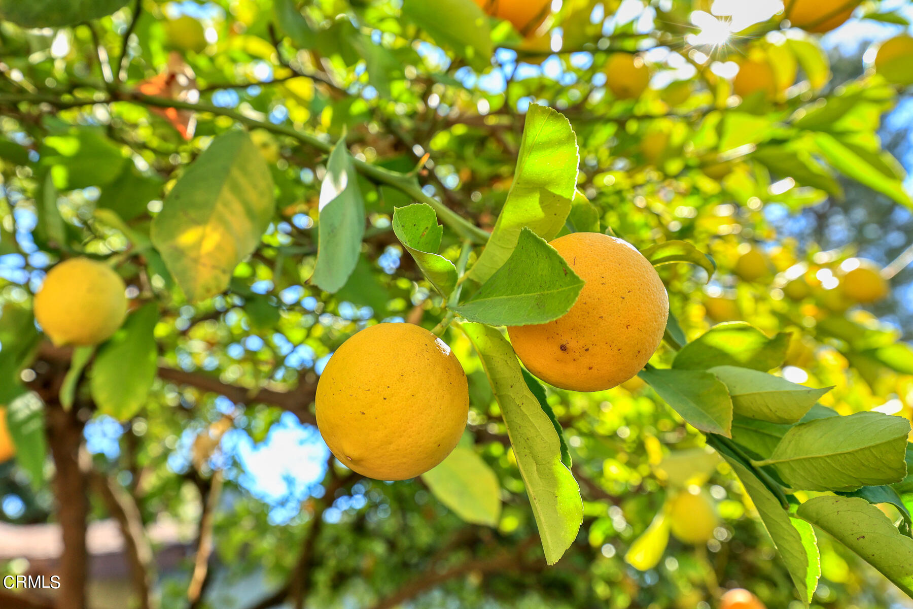 3949 Franklin Street Glendale, CA 91214 - Photo 33 of 42 a view of a yard with swimming pool