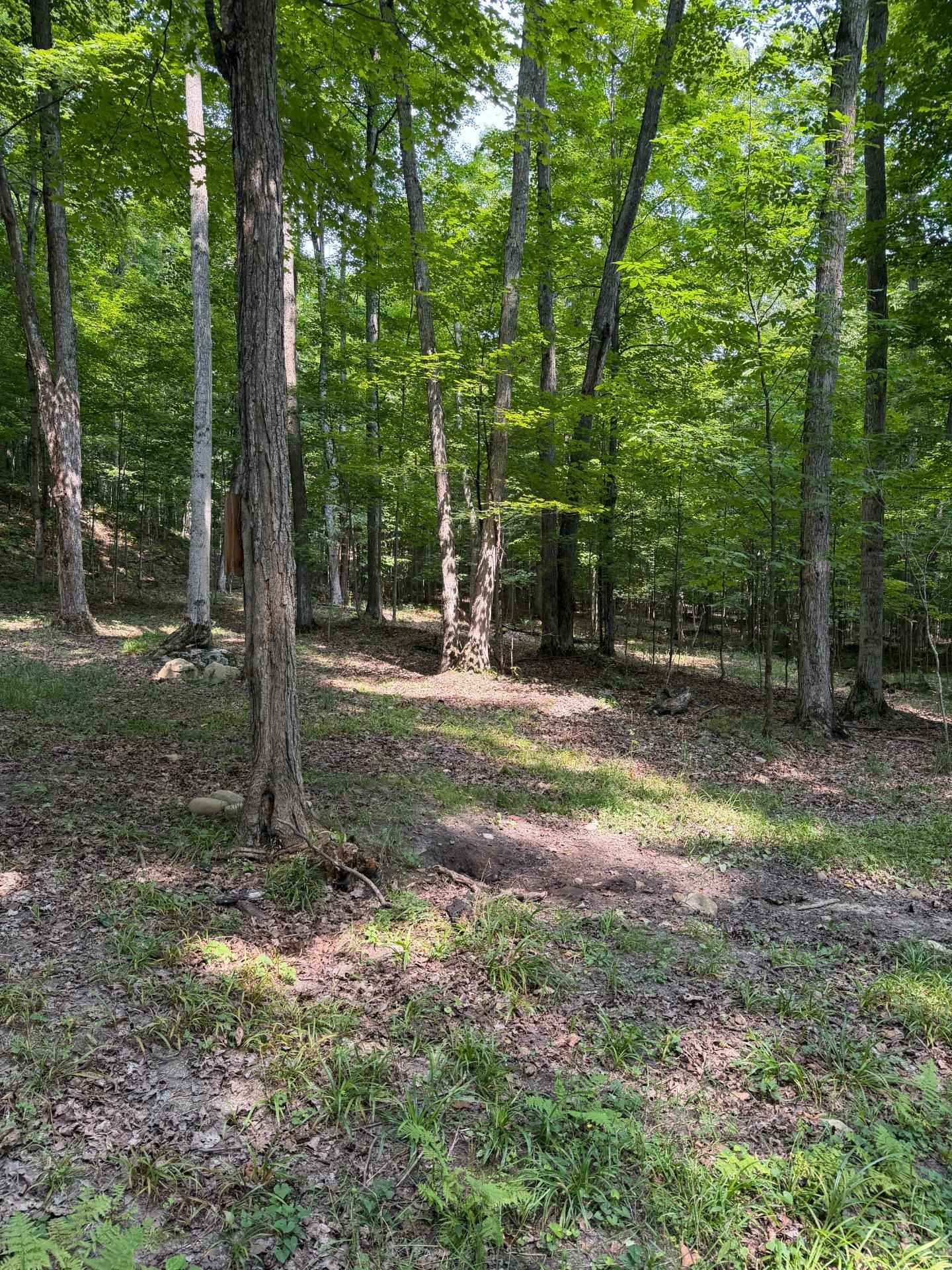 Tbd Wangeman Road East Jordan, MI 49727 - Photo 10 of 14 1949289-c21a8f7c-1516-440b-bf57-92b44714ccdd.JPG