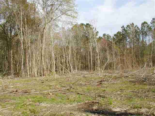 0 Choppee Road Hemingway, SC 29554 - Photo 2 of 5
