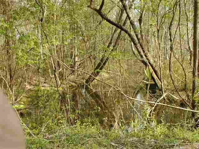 0 Choppee Road Hemingway, SC 29554 - Photo 3 of 5