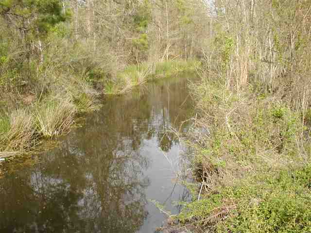 0 Choppee Road Hemingway, SC 29554 - Photo 4 of 5