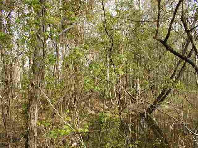 0 Choppee Road Hemingway, SC 29554 - Photo 5 of 5