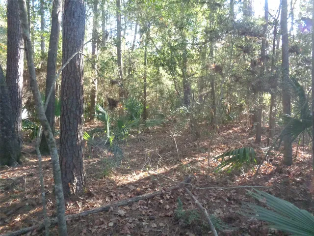 a view of a forest with trees
