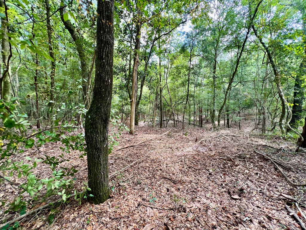 202-acres Columbus Holley Road Samson, AL 36477 - Photo 24 of 50