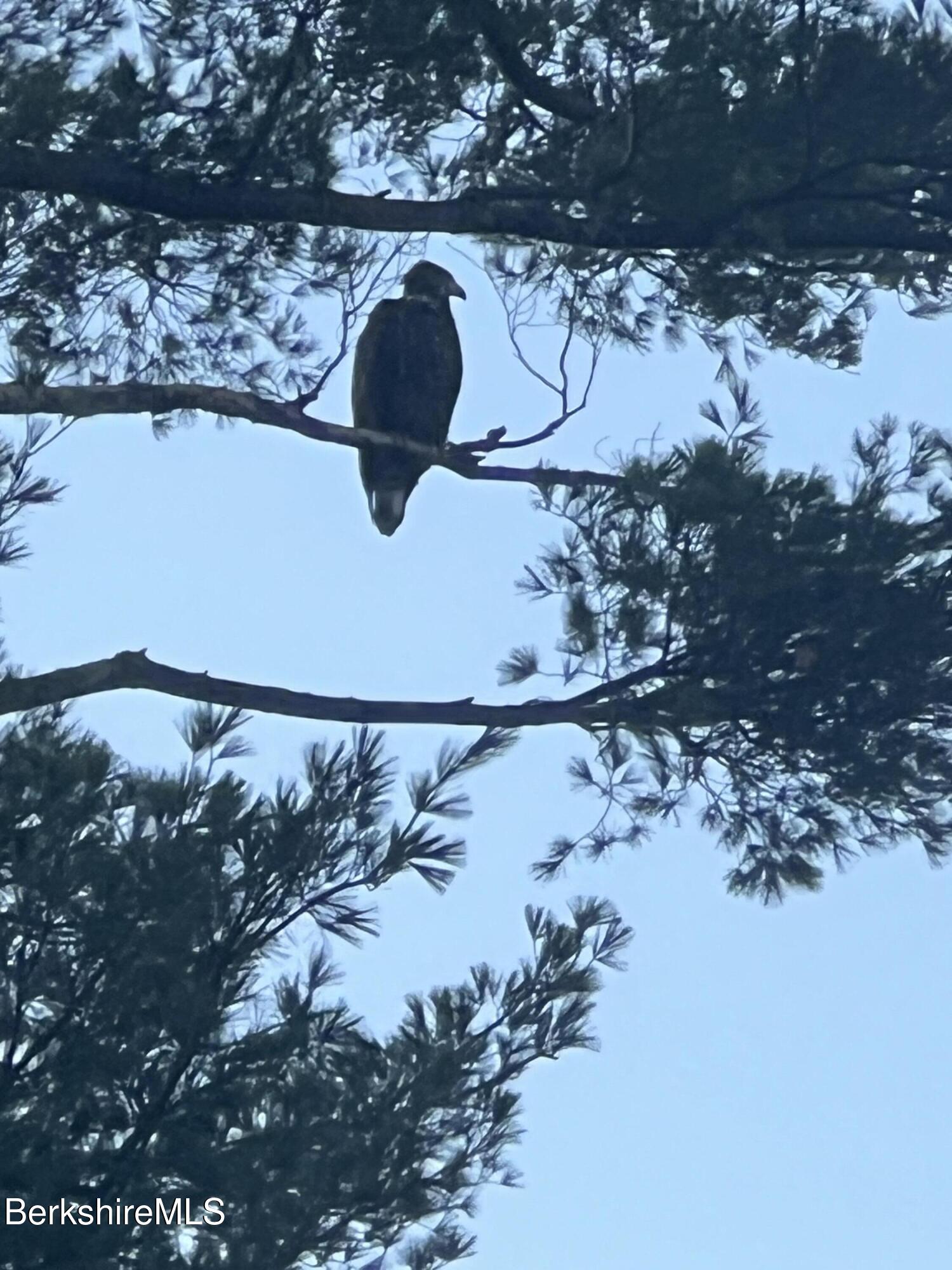12 Squanto Road Lanesborough, MA 01237 - Photo 11 of 62 Young Eagle