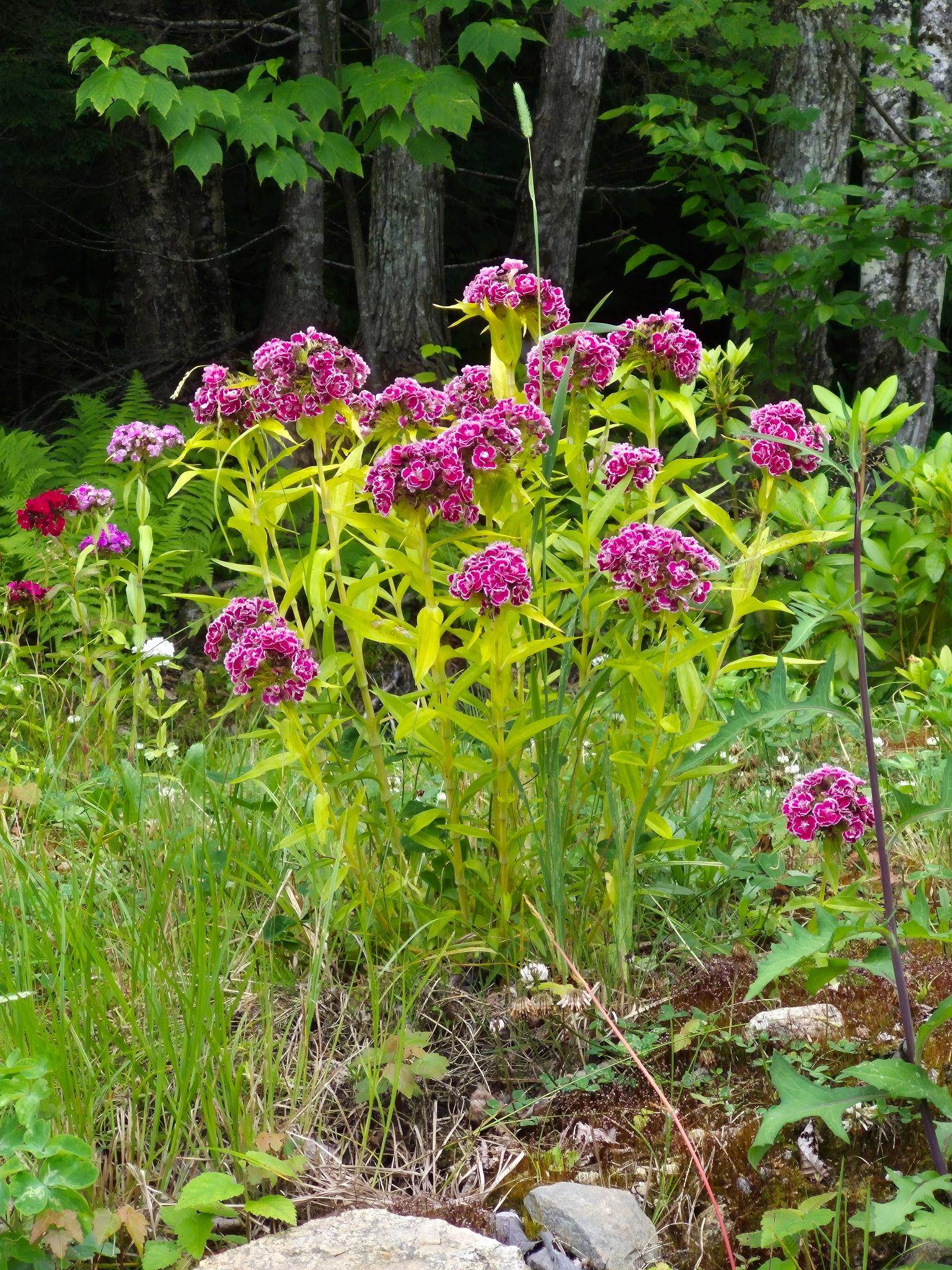 71 Ellsworth Pond Road Ellsworth, NH 03223 - Photo 42 of 60 Gallery Image 42