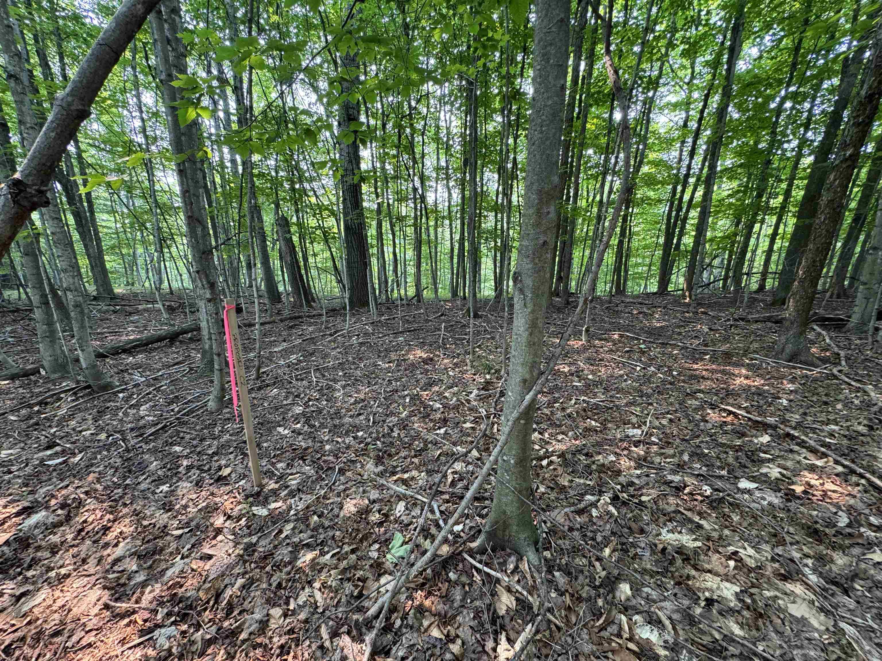 Lot #2 East Bellinger Road, Unit BELLINGER ESTATES Cedar, MI 49621 - Photo 7 of 19