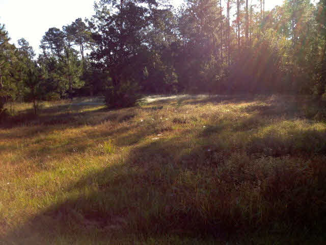11026 Deerfoot Lane Elberta, AL 36530 - Photo 6 of 6 Back side of lot
