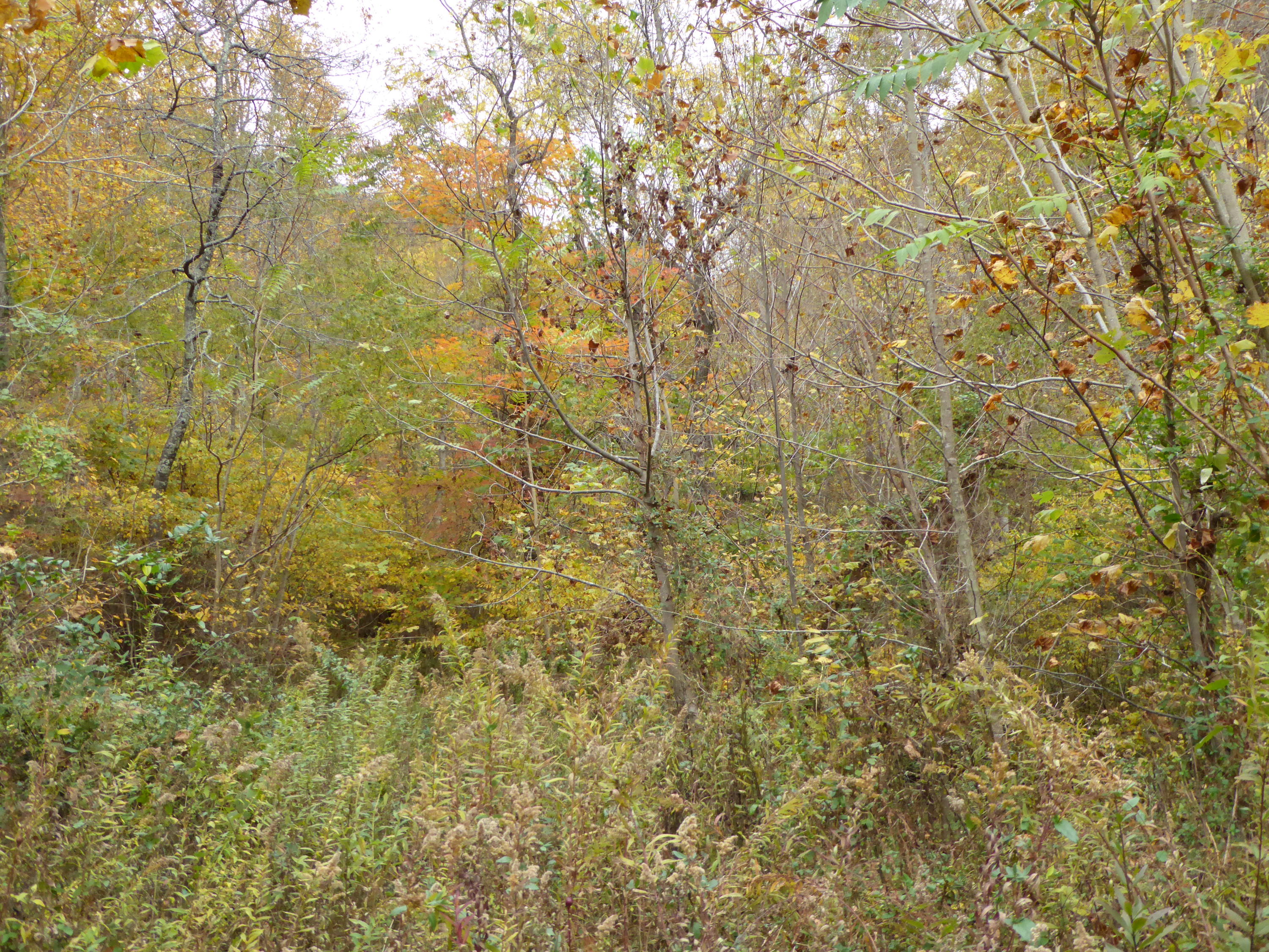 0 Barton Spur Road Floyd, VA 24091 - Photo 16 of 17