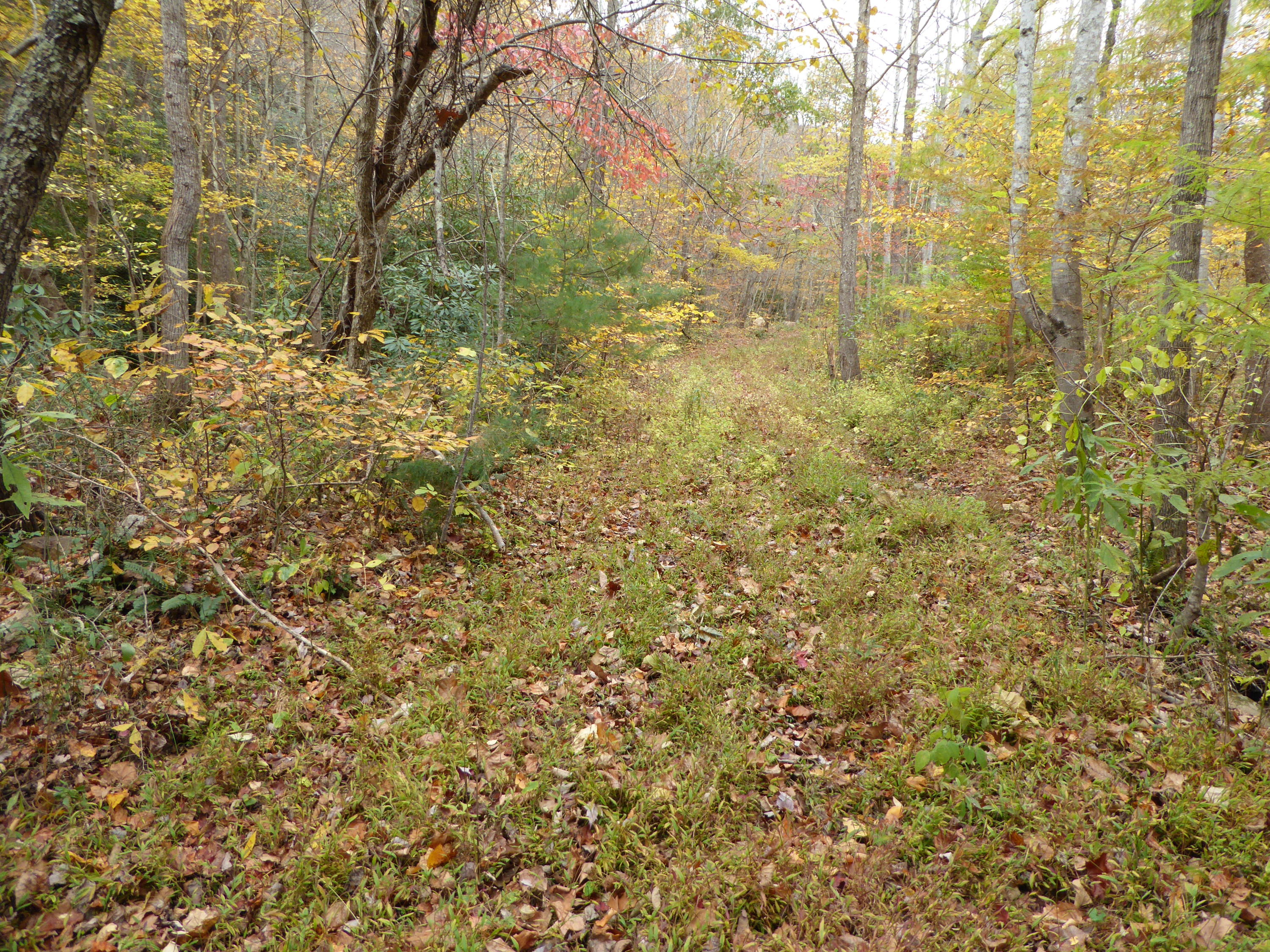 0 Barton Spur Road Floyd, VA 24091 - Photo 10 of 17 a view of a yard with a tree