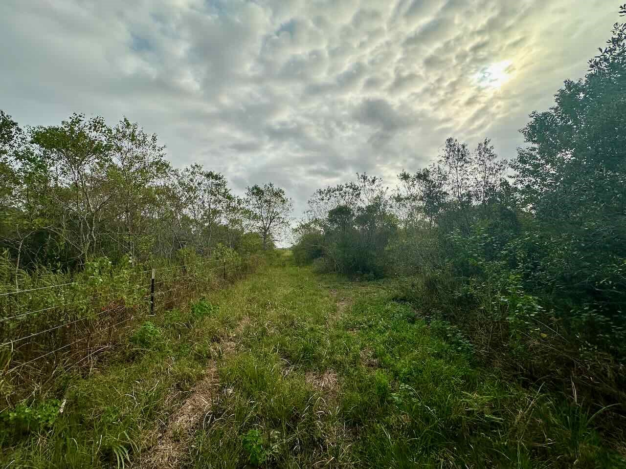 6742 Eagle Road Anahuac, TX 77514 - Photo 7 of 13 a view of a bunch of trees
