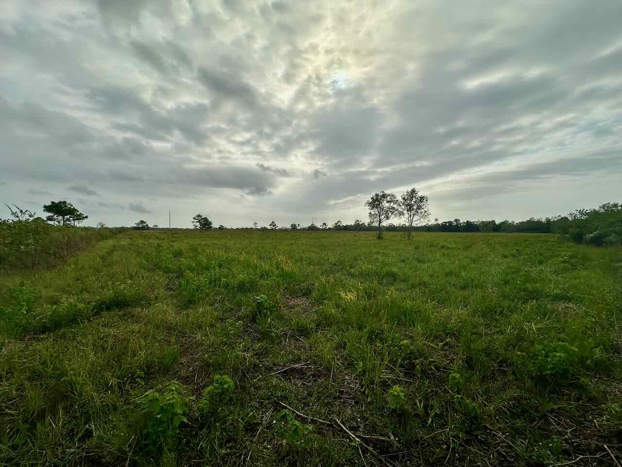 6742 Eagle Road Anahuac, TX 77514 - Photo 8 of 13 a view of a big yard with plants and large trees