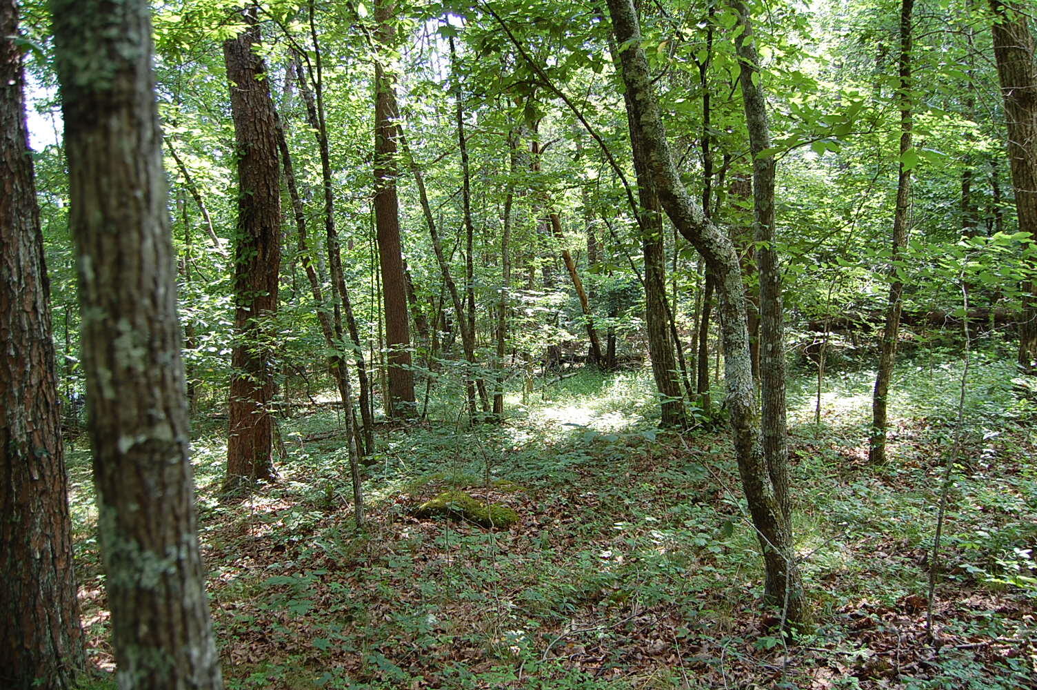 57 Hugh Allison Road Pikeville, TN 37367 - Photo 15 of 28 DSC_0015 - Copy (2)