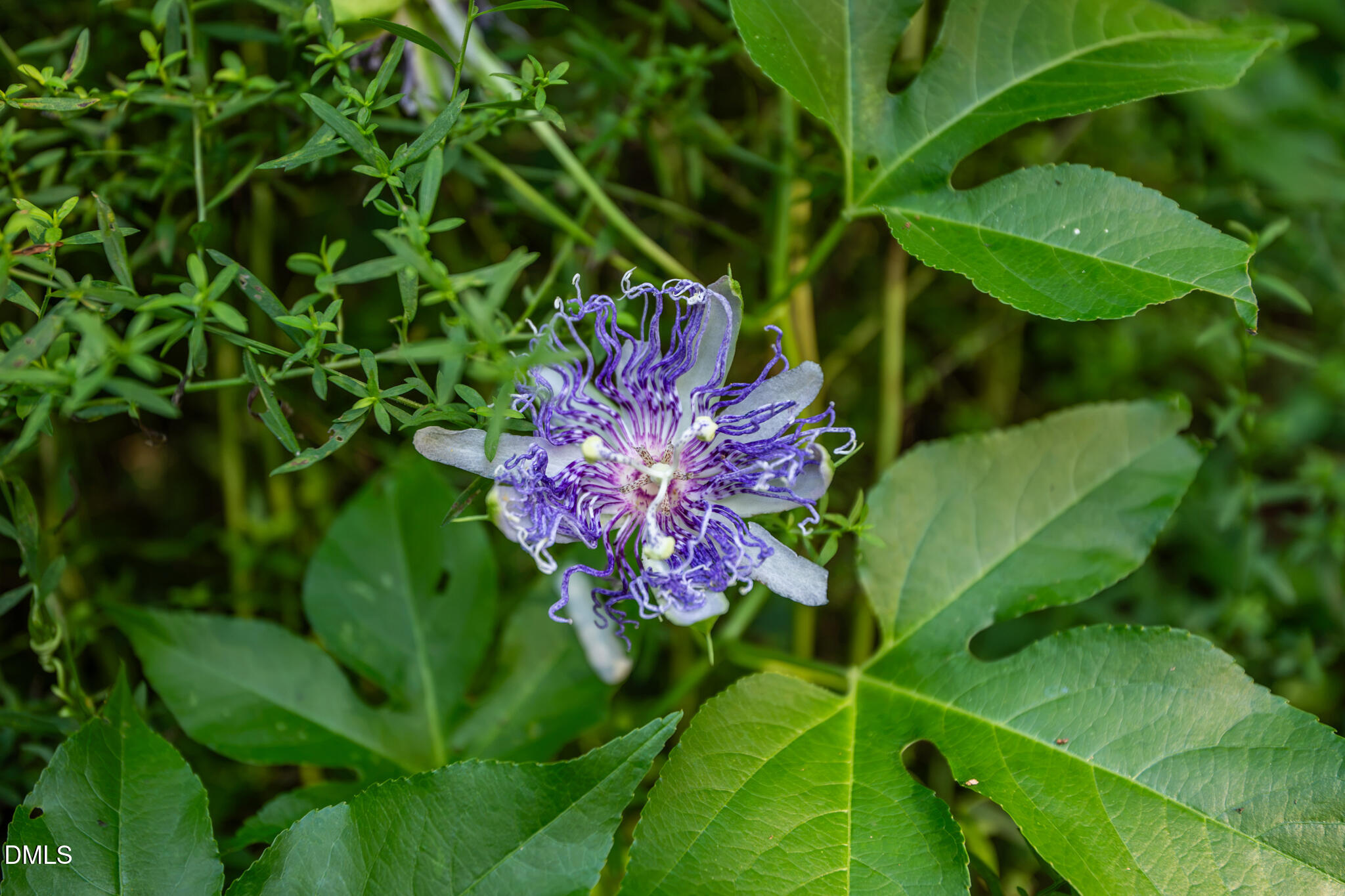 126 Bynum Road Pittsboro, NC 27312 - Photo 62 of 74 DSC_3700