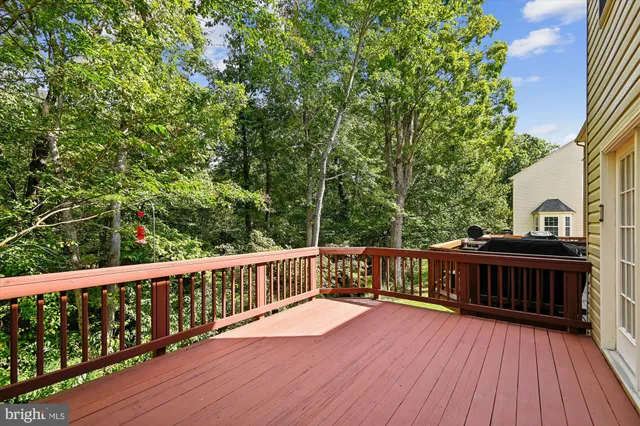 a view of a forest with lots of trees
