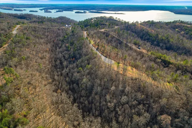 a view of a forest with a mountain