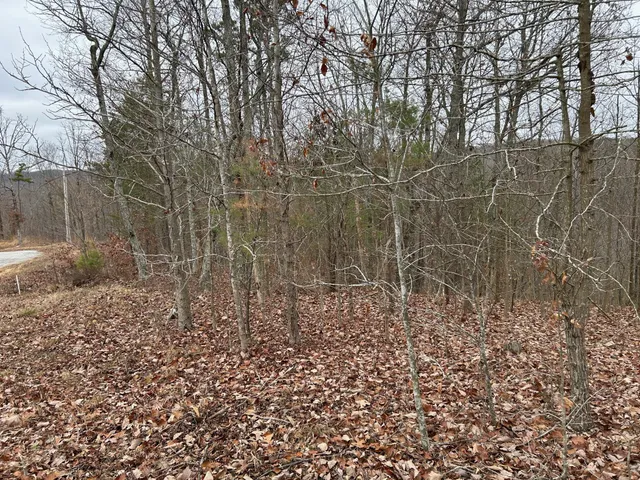 a view of a yard with large trees
