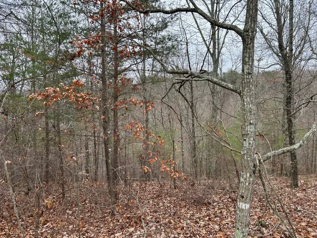 a view of a large yard with lots of green space