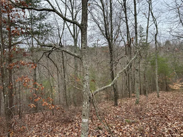 a large tree with lots of green space