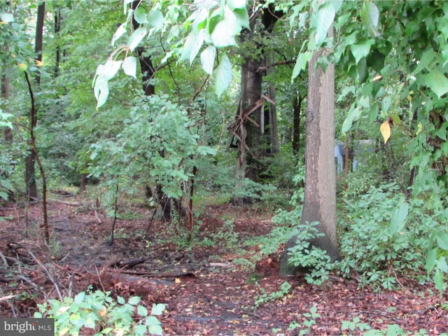 a view of a forest that has a tree