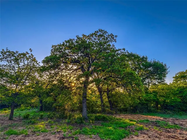 a view of a tree with a tree in the background
