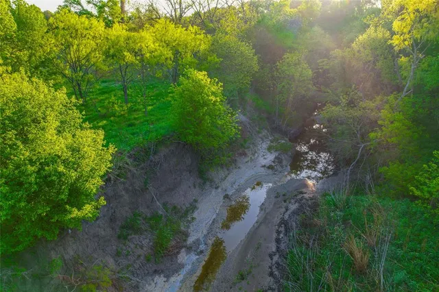 a view of a garden with plants