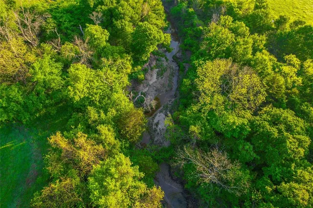 a view of a lush green forest with lots of trees