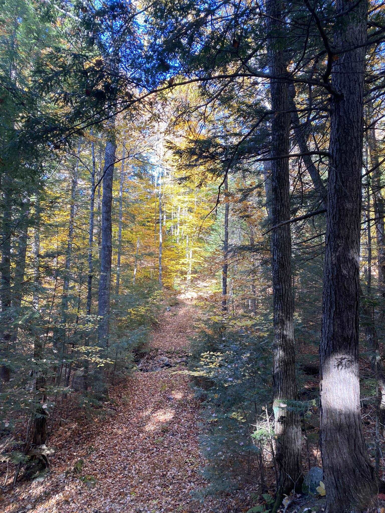 D14 Christmas Mountain Road Intervale, NH 03845 - Photo 46 of 49 Gallery Image 46