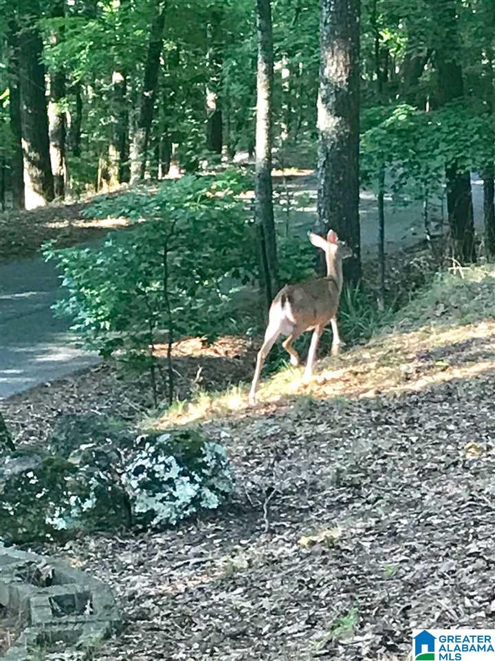 365 Signal Trail Pelham, AL 35124 - Photo 10 of 33