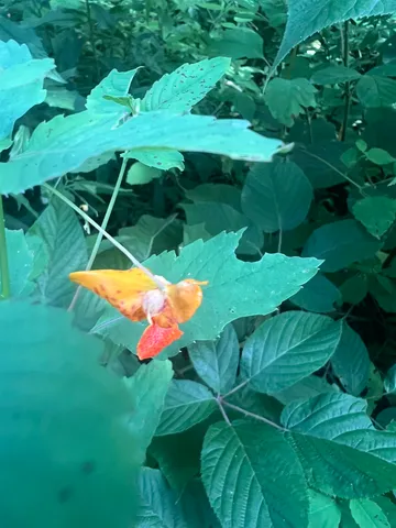 $120,000 | 0 Hartwell Pond Road, Barton, VT 05875