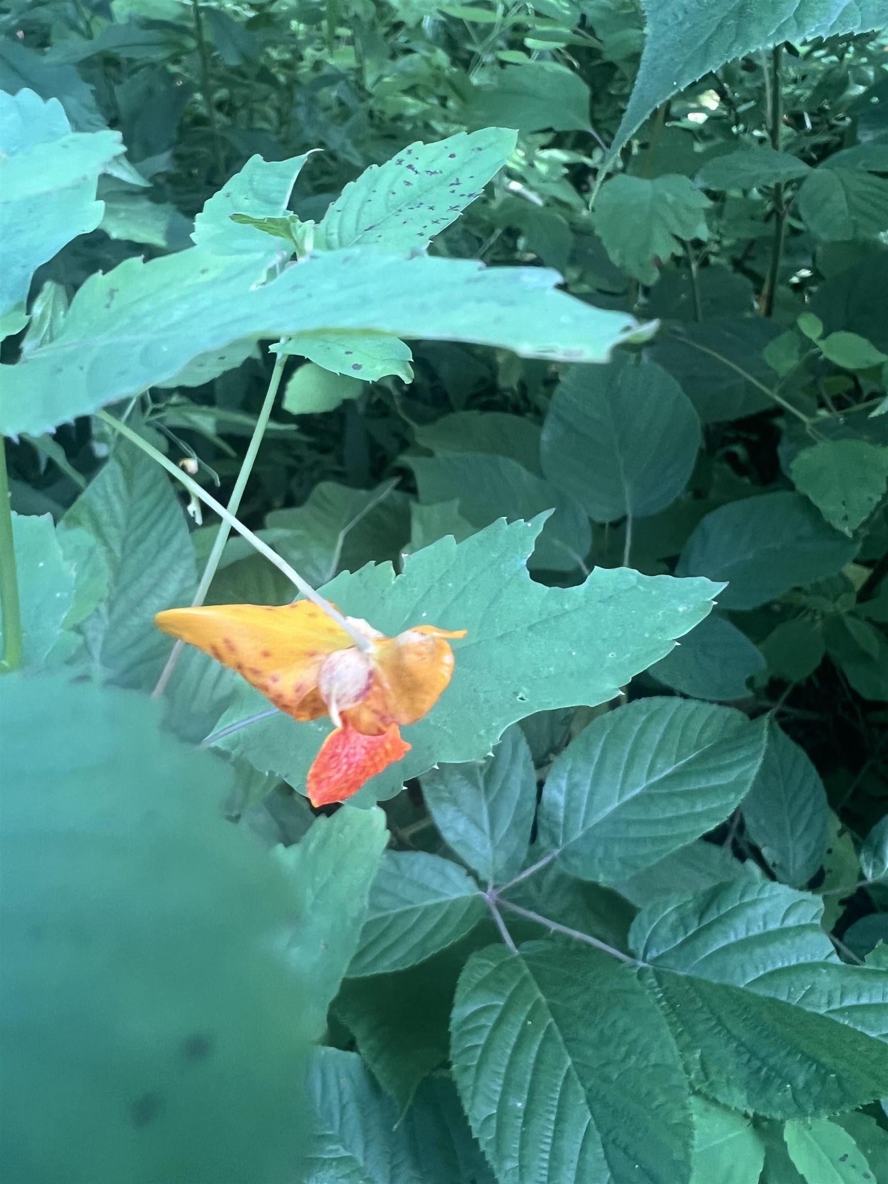 0 Hartwell Pond Road Barton, VT 05875 - Photo 11 of 12