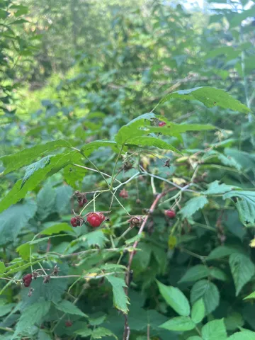 $120,000 | 0 Hartwell Pond Road, Barton, VT 05875