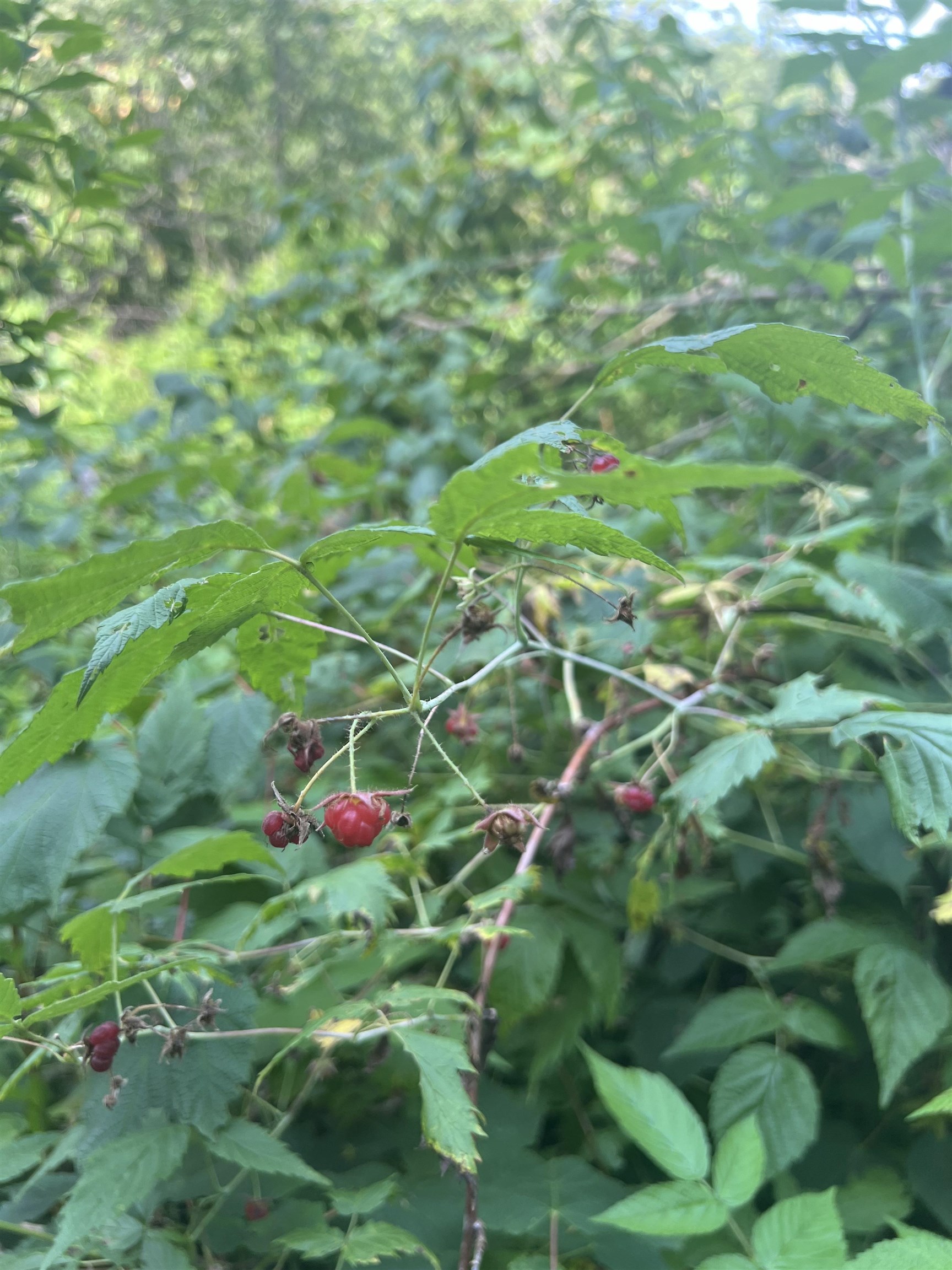 0 Hartwell Pond Road Barton, VT 05875 - Photo 12 of 12