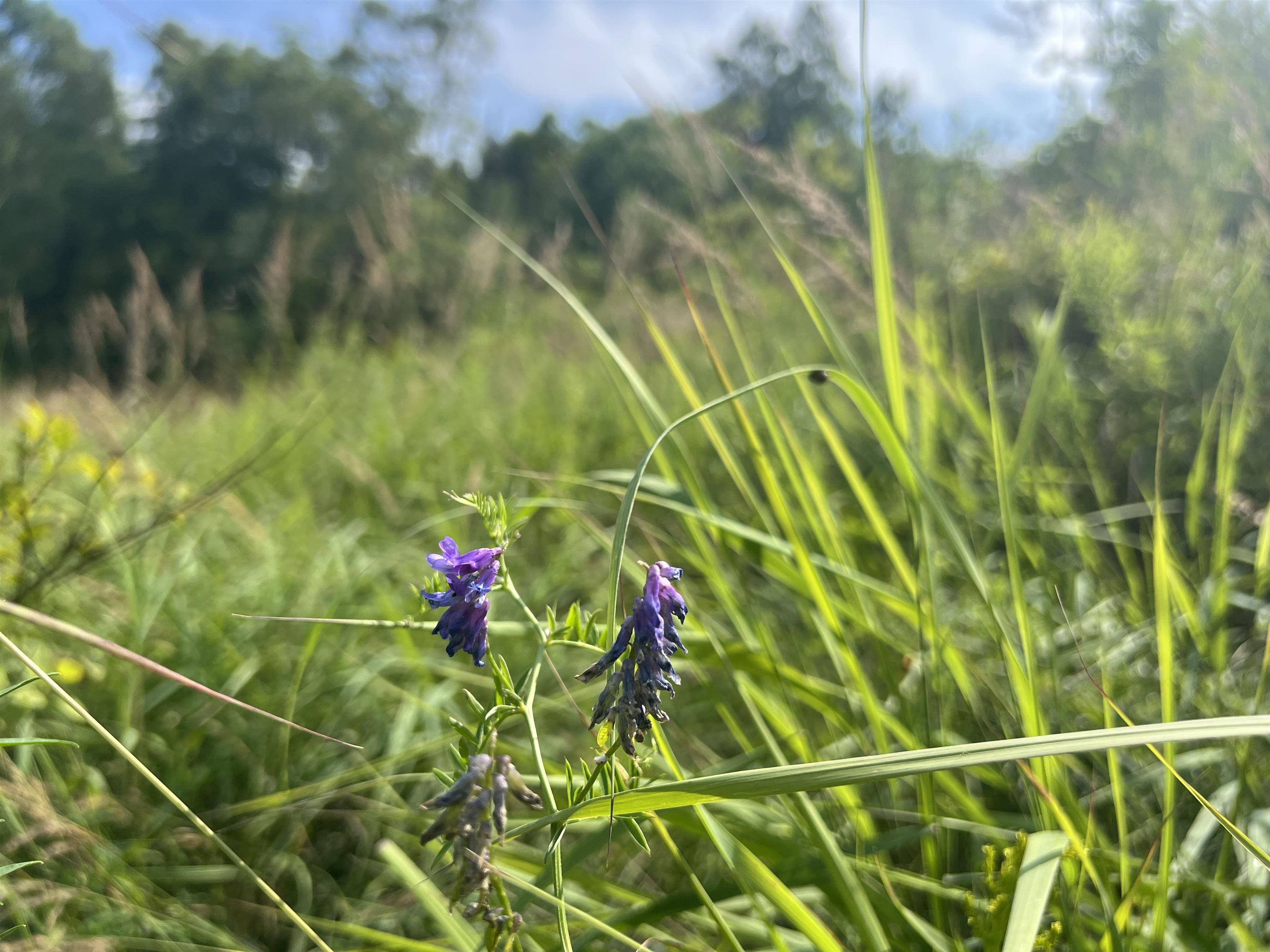0 Hartwell Pond Road Barton, VT 05875 - Photo 6 of 12