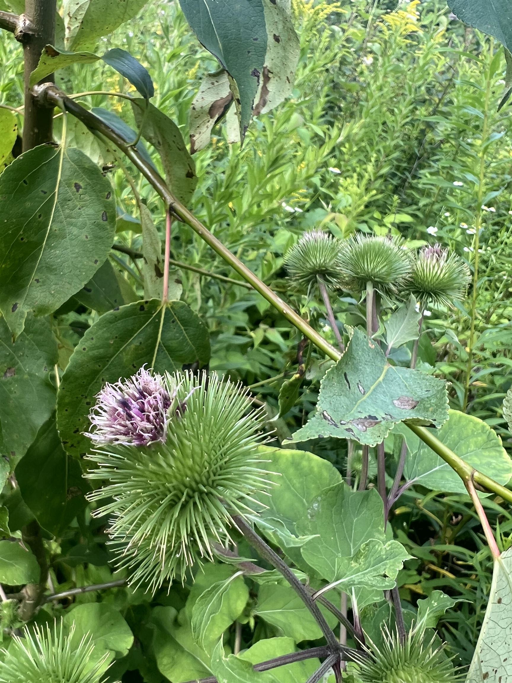 0 Hartwell Pond Road Barton, VT 05875 - Photo 9 of 12