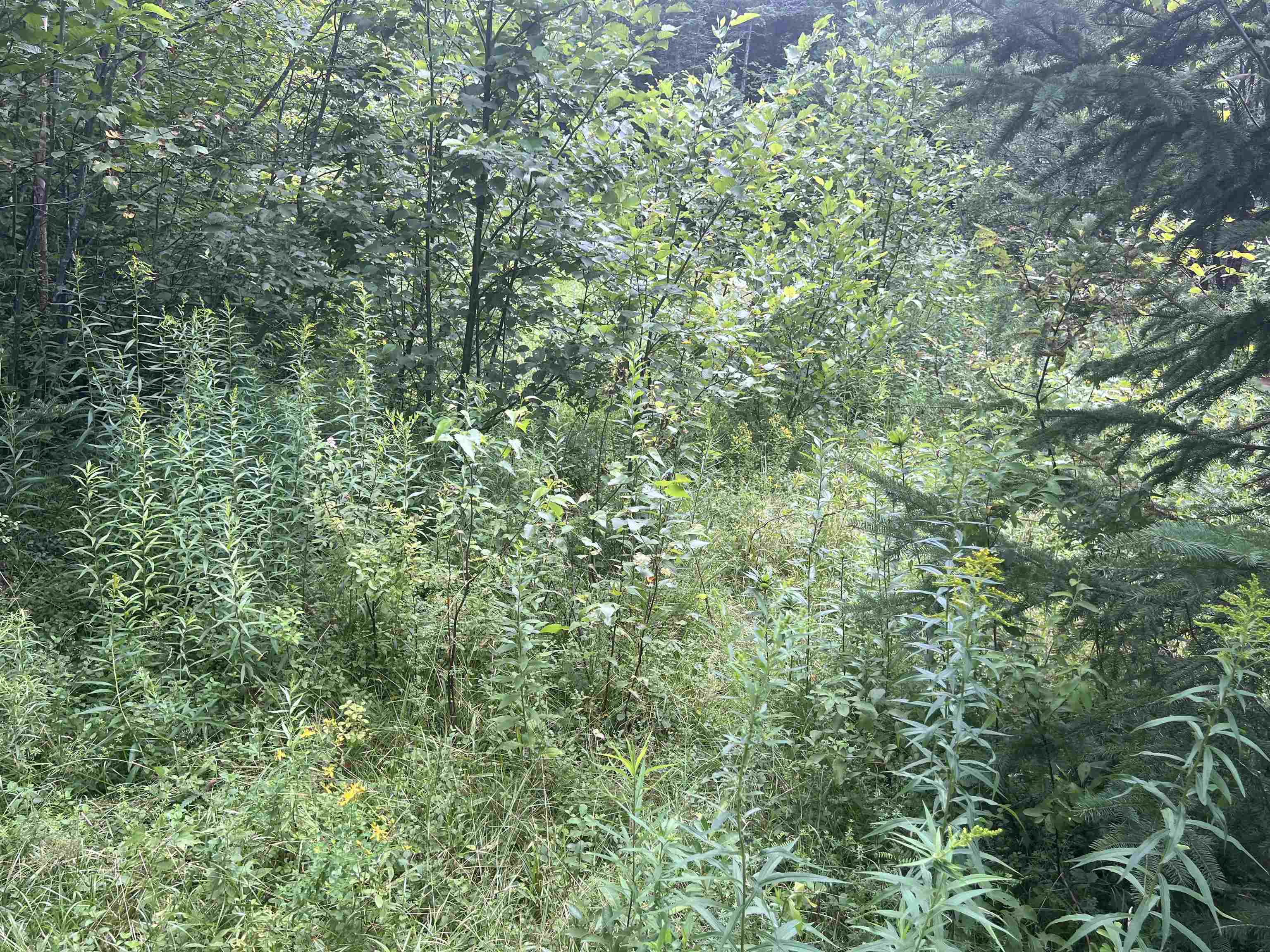 0 Hartwell Pond Road Barton, VT 05875 - Photo 10 of 12